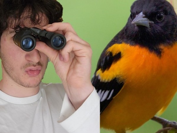 The Hunt for the Baltimore&nbsp;Oriole